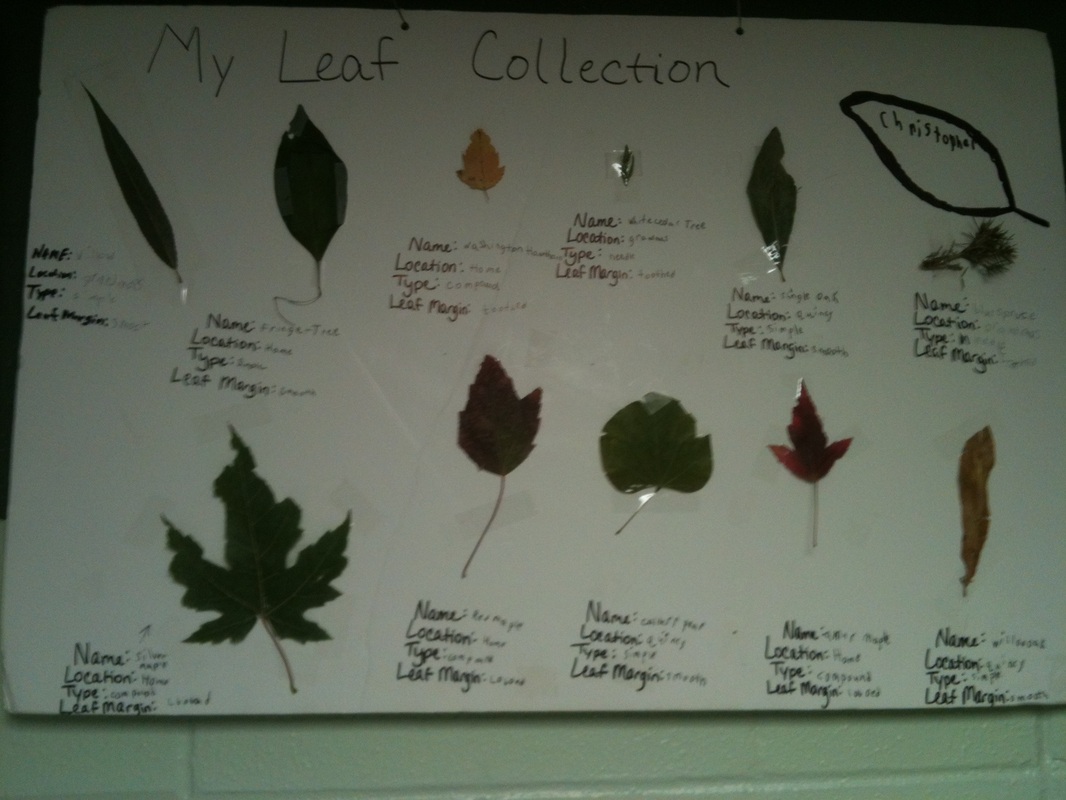 Leaf Collection